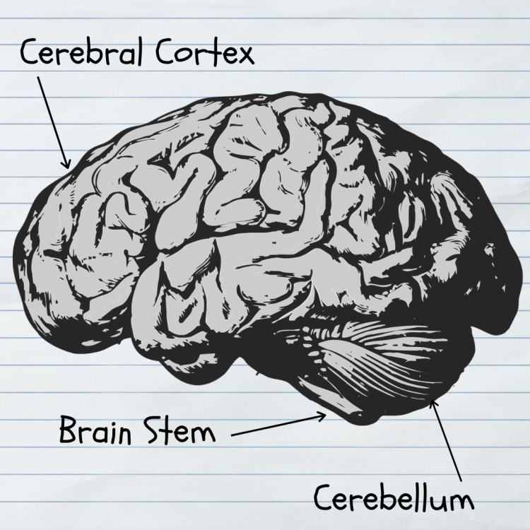Brain Basics – Part 2: Anatomy – Understand Your Brain